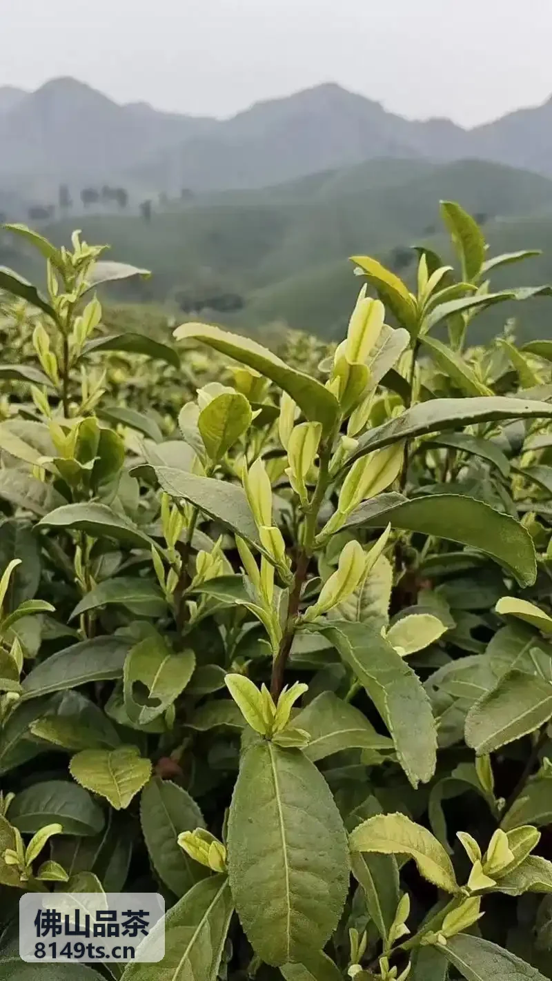 佛山品茶茶空间探访